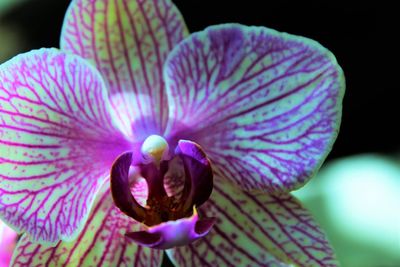 Close-up of purple flowers