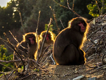 Monkey sitting on tree