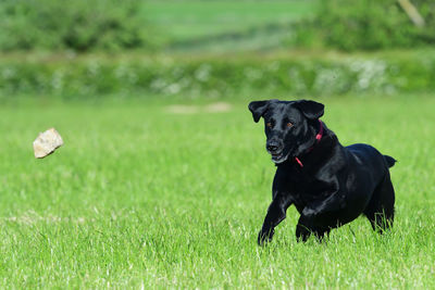 Black labrador running across a field 
