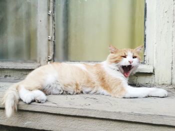 Close-up of cat lying on floor