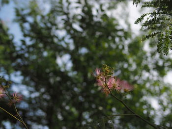 Low angle view of flowering plant against trees