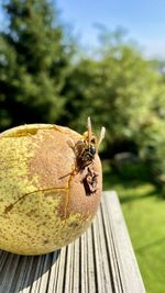 Close-up of bee on wood