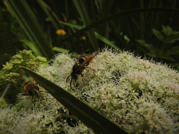 Close-up of insect on plant