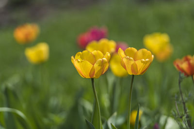 Close-up of yellow flowering plant on field