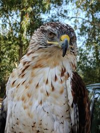 Close-up of eagle