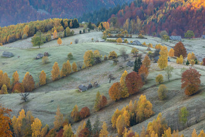 High angle view of trees on mountain during autumn