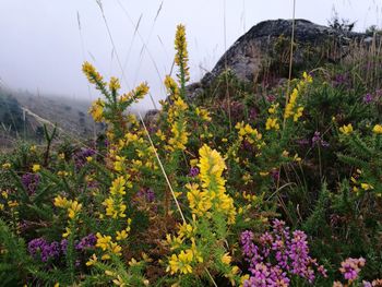 Scenic view of flowering plants on field against sky