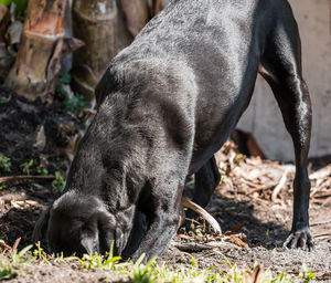 Close-up of a dog on field