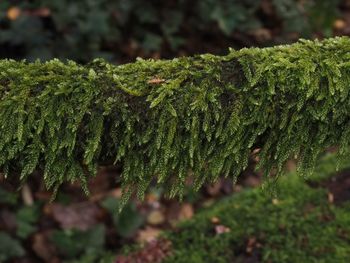 Close-up of wet plants growing on land