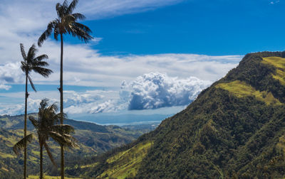 Scenic view of palm trees on mountain against sky