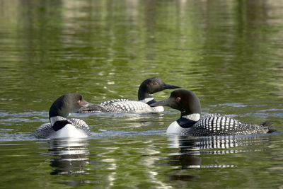 Swans swimming in lake