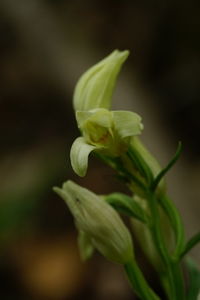 Close-up of plant growing outdoors