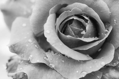 Close-up of water drops on rose