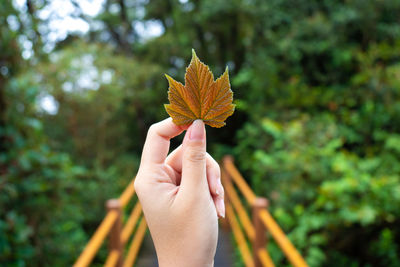 Close-up of hand holding maple leaf