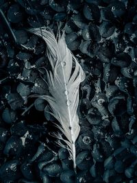 Full frame shot of peacock