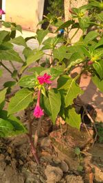 Close-up of flowers blooming outdoors