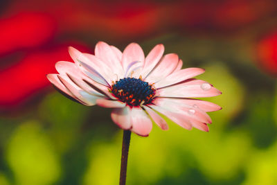 Close-up of pink flower