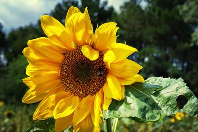 Close-up of sunflower