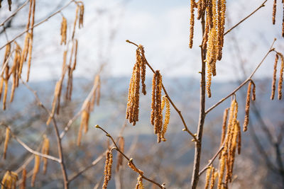 Close-up of plant against cloudy sky