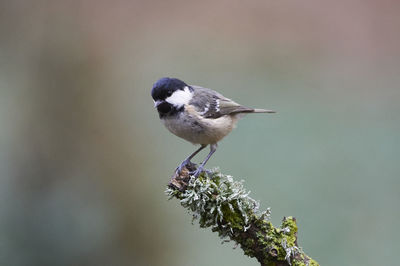 Close-up of bird perching on plant
