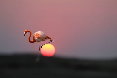 Bird flying over a land