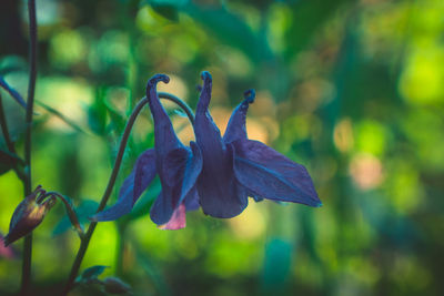 Close-up of purple flowering plant