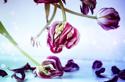 Close-up of purple flowers