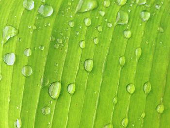 Full frame shot of wet leaf