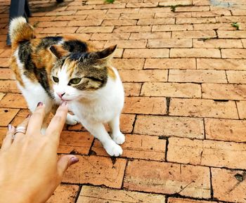 Full length of hand holding cat