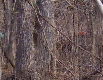 Full frame shot of leaves
