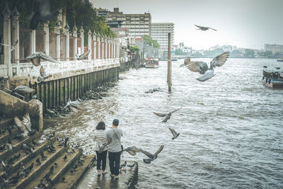 Seagulls flying over sea in city