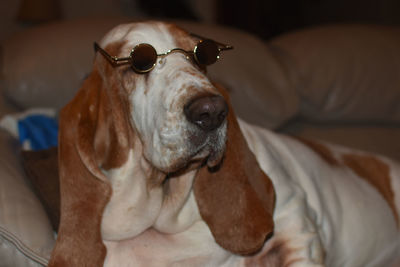 Close-up of dog wearing sunglasses 