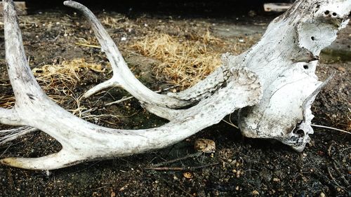 High angle view of animal skull on field