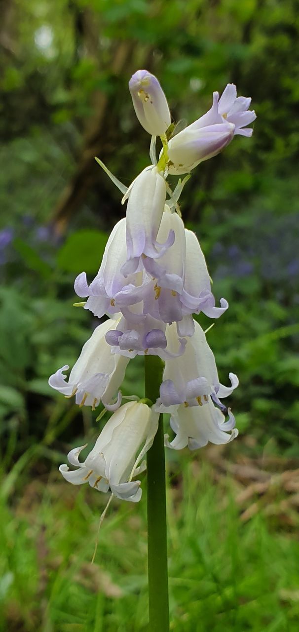 CLOSE-UP OF FRESH WHITE FLOWERING PLANT WITH PURPLE FLOWERS