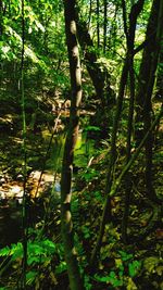 Trees in forest