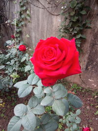 Close-up of rose bouquet