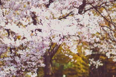 Pink flowers blooming on tree