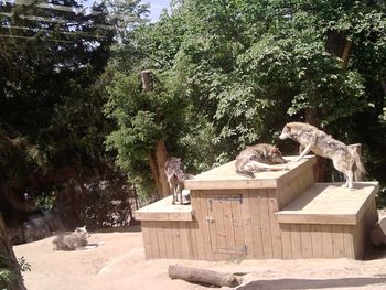 Statue by trees against sky