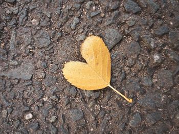 High angle view of yellow leaf on street