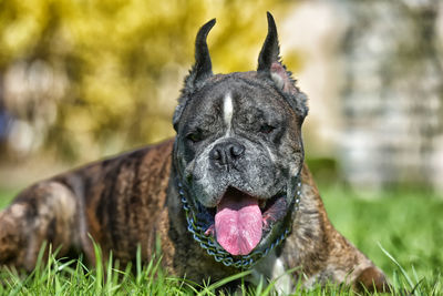 Close-up of a dog on field