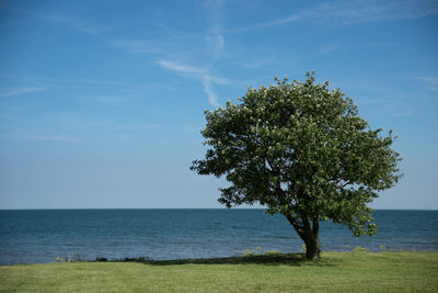 Tree on grassy shore against sky