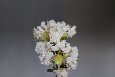 Close-up of white flowering plant against gray background