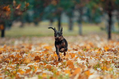 Portrait of dog standing on field