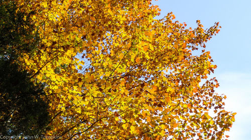 Low angle view of tree against sky