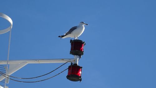 Low angle view of seagull perching on wall