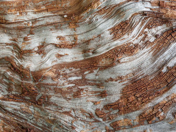 Full frame shot of tree trunk