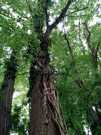 Low angle view of trees in forest