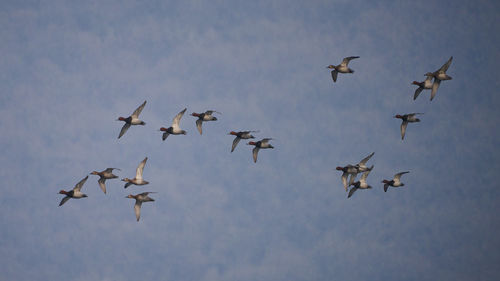 Low angle view of birds flying in sky