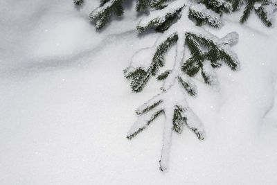 High angle view of snow covered tree on field