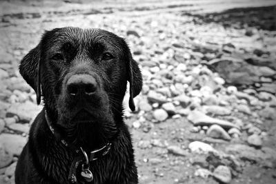 Portrait of wet black labrador at beach